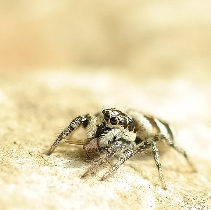 Zebraspringspinne mit Beute