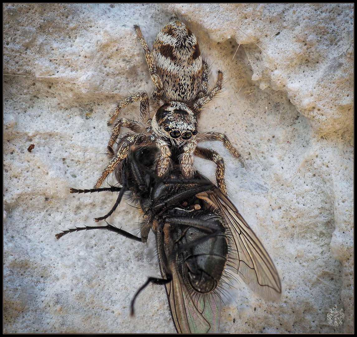 Zebraspringspinne mit Beute