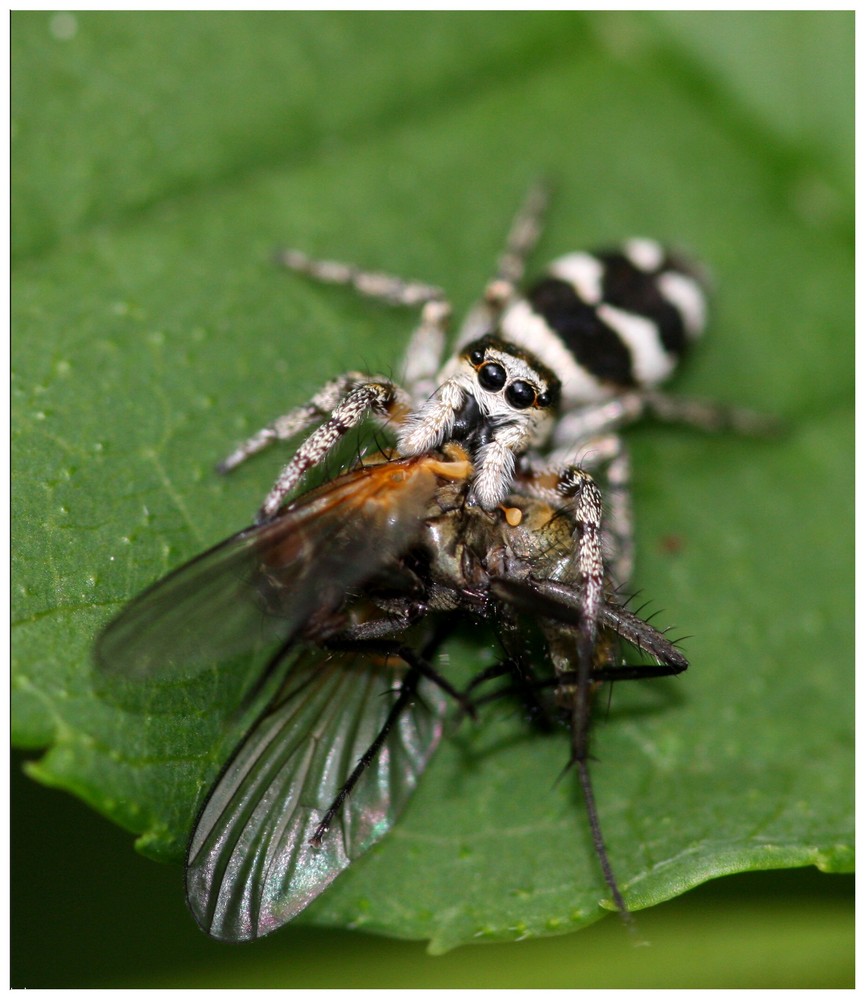 Zebraspringspinne mit fetter Beute