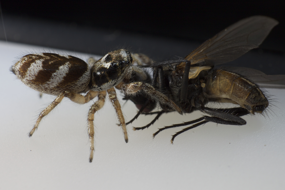 Zebraspringspinne mit Fliege als Beute 2