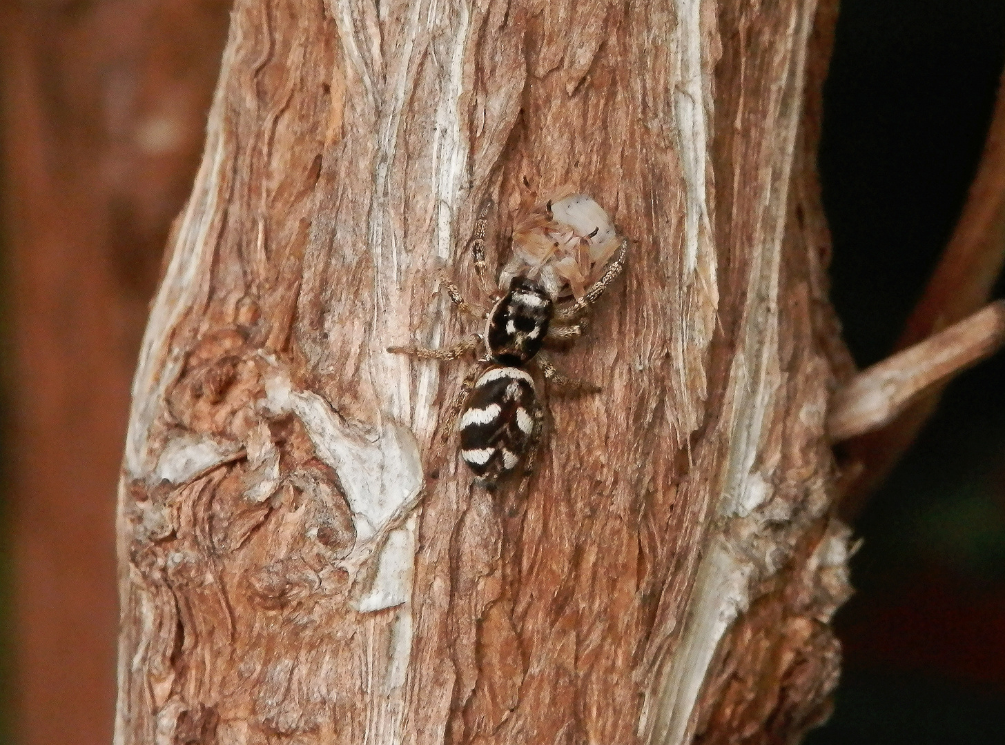 Zebraspringspinne mit ihrer Beute