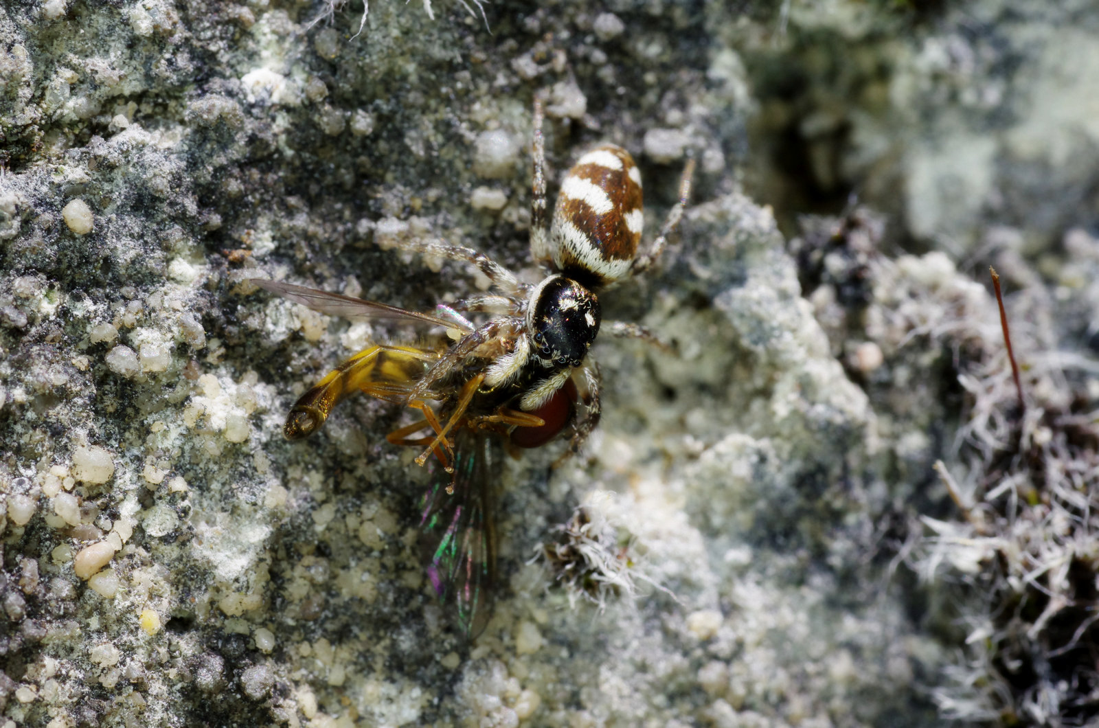 Zebraspringspinne mit Schwebefliege