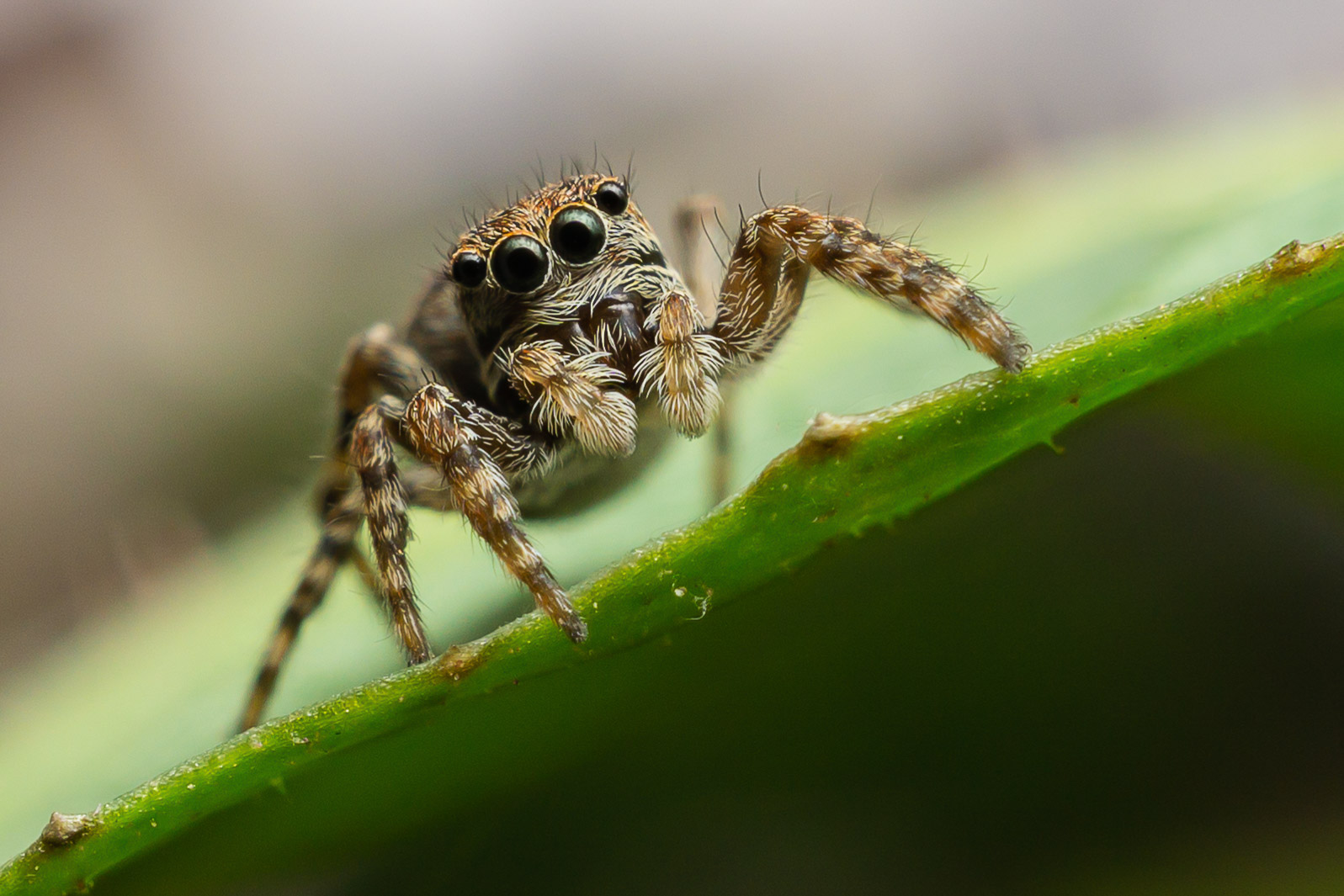 Zebraspringspinne (Salticus scenicus) Foto & Bild | tiere, wildlife, spinnen Bilder auf ...