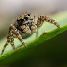 Zebraspringspinne (Salticus scenicus)