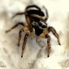 Zebraspringspinne (Salticus scenicus)