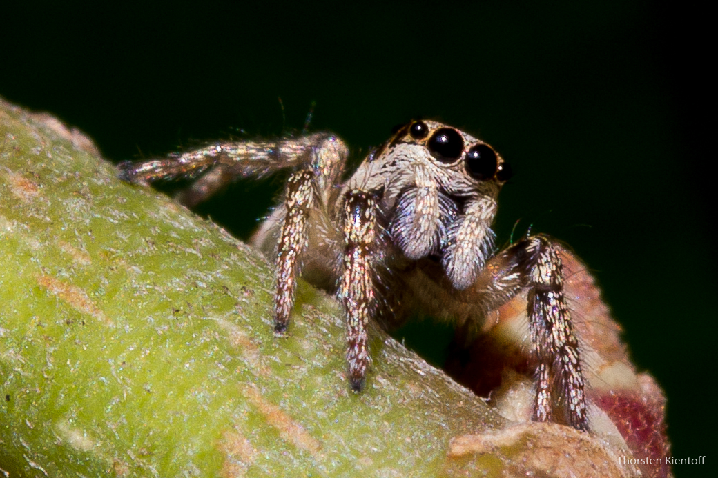 Zebraspringspinne (Salticus scenicus)