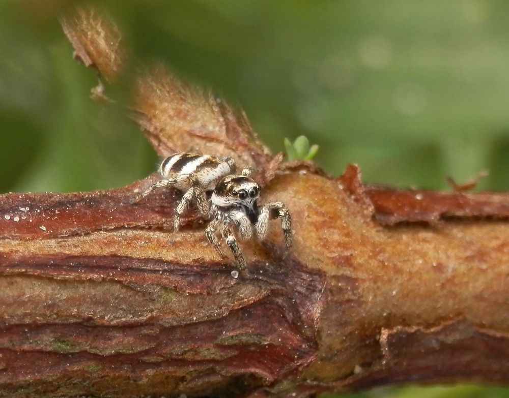 Zebraspringspinne (Salticus scenicus)