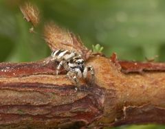 Zebraspringspinne (Salticus scenicus)