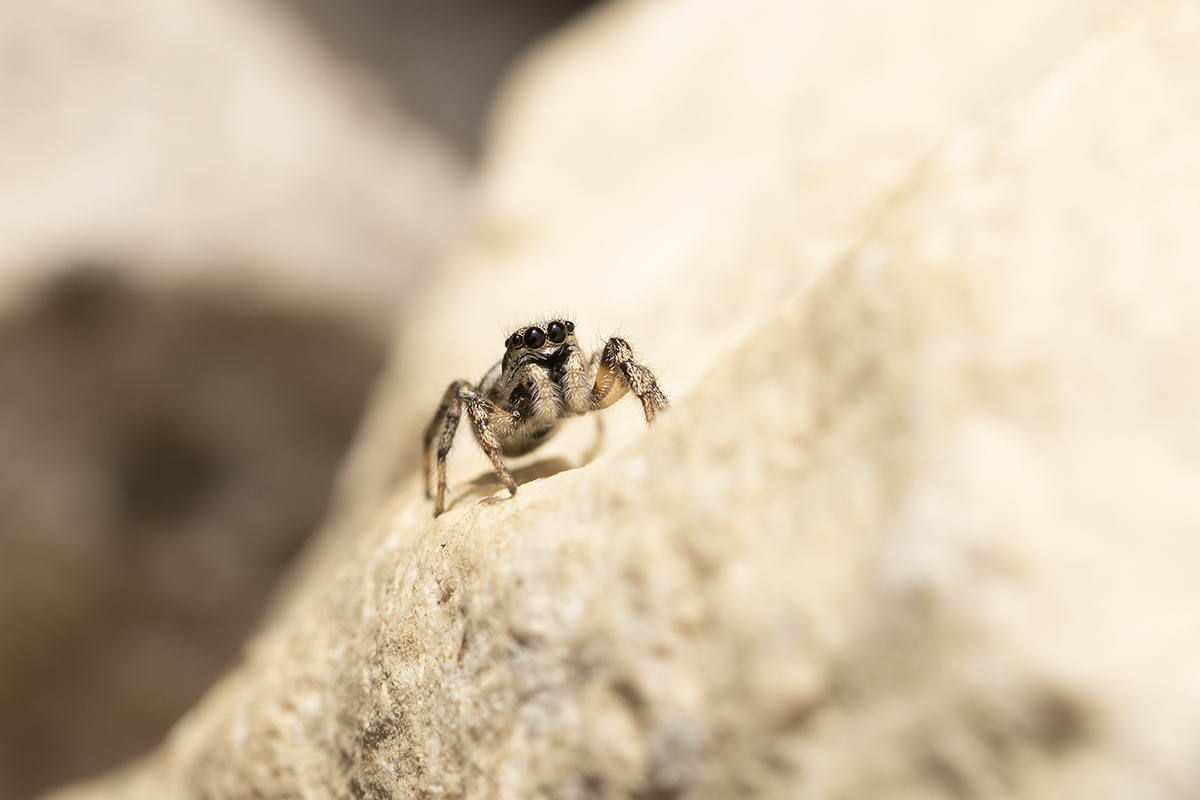 Zebraspringspinne (Salticus scenicus)