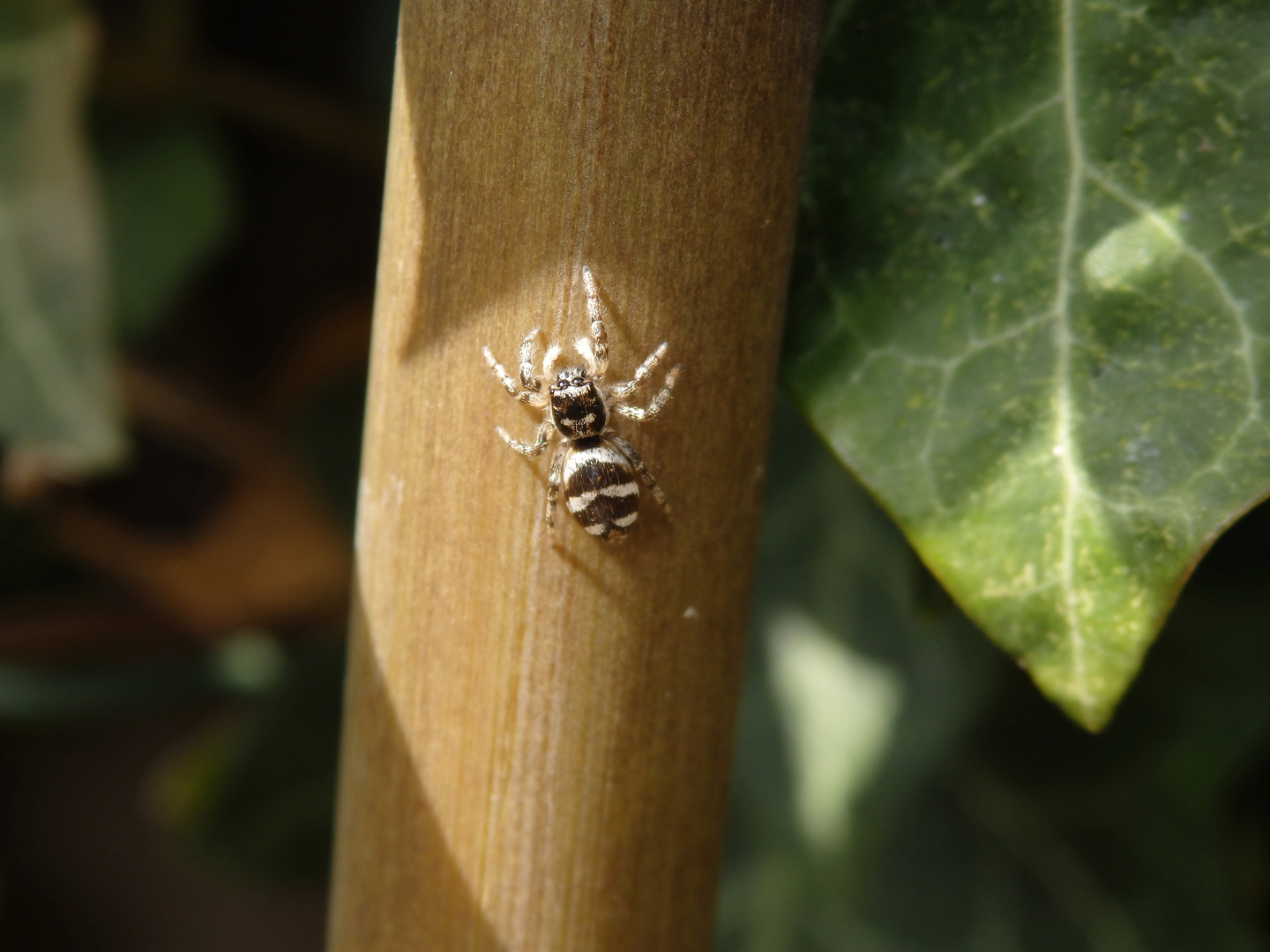 Zebraspringspinne (Salticus scenicus) auf Bambusstab