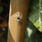 Zebraspringspinne (Salticus scenicus) auf Bambusstab