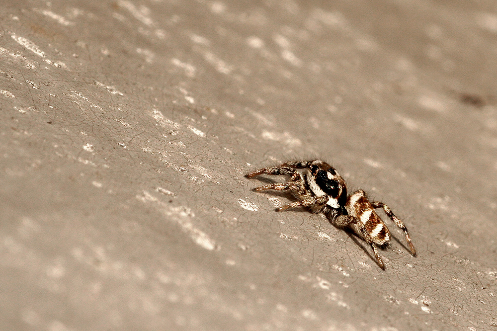 Zebraspringspinne (Salticus scenicus)