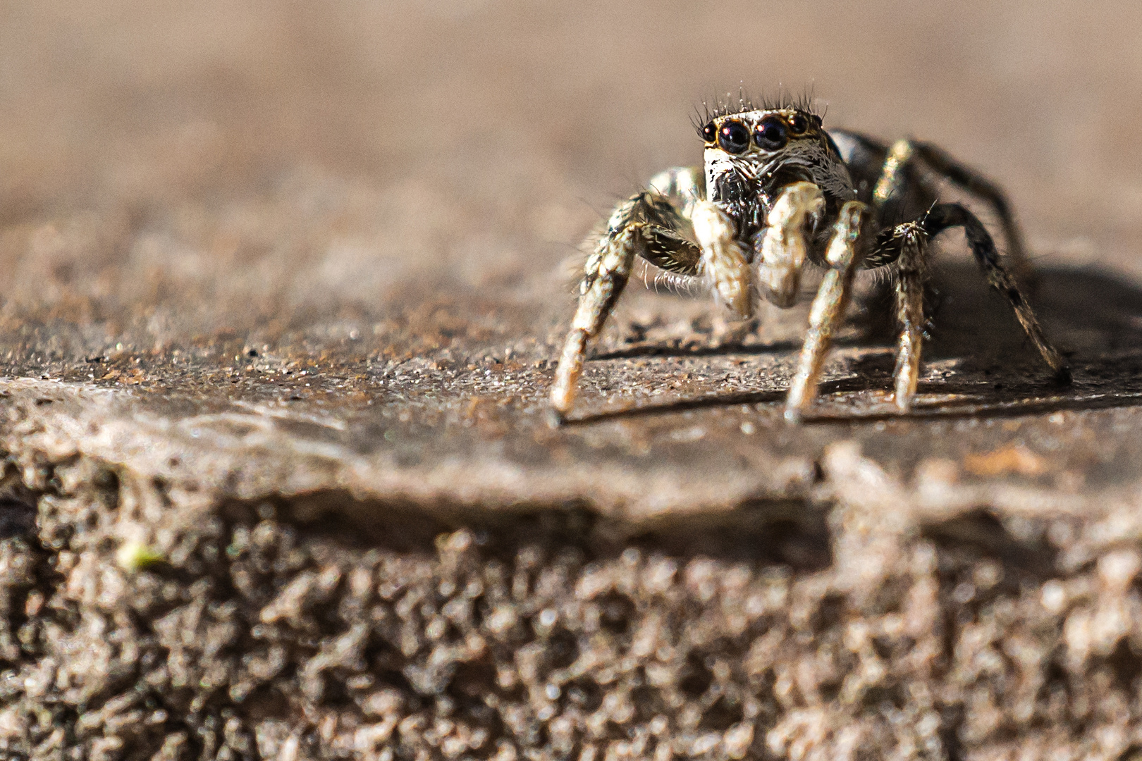 Zebraspringspinne (Salticus scenicus)