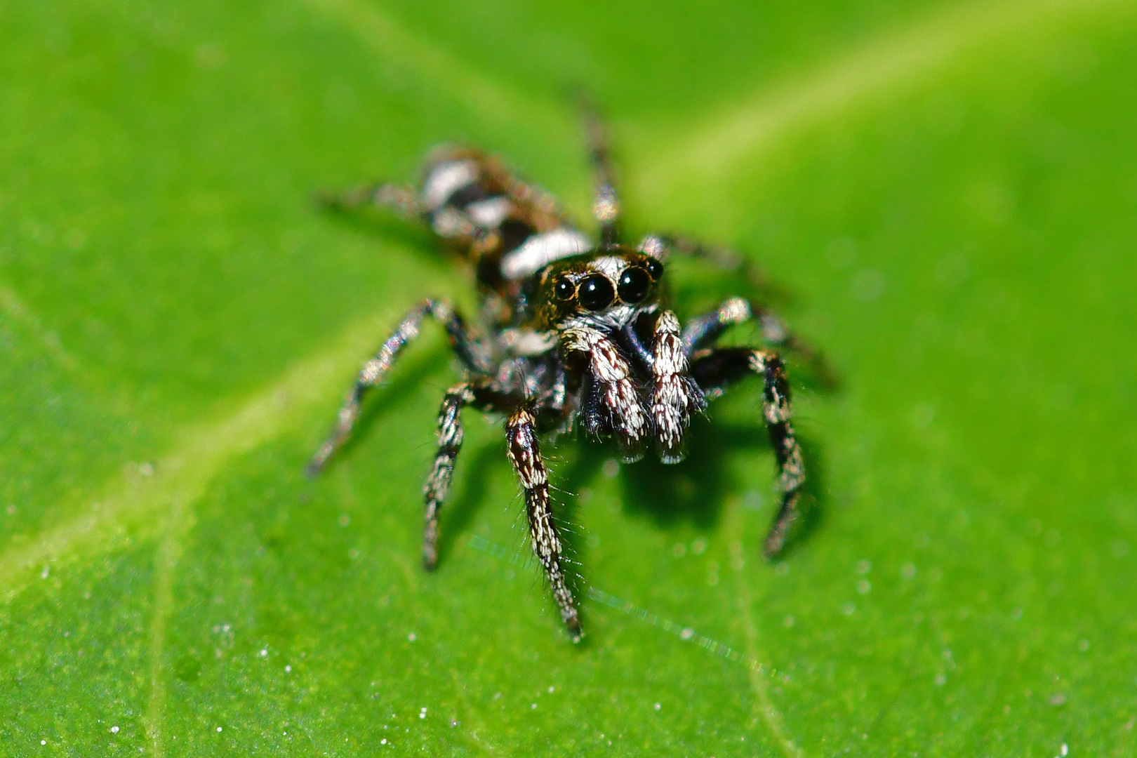 Zebraspringspinne (Salticus scenicus)