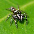 Zebraspringspinne (Salticus scenicus)