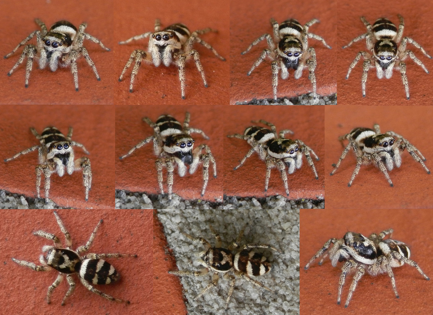 Zebraspringspinne (Salticus scenicus) - Collage