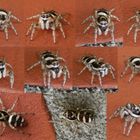 Zebraspringspinne (Salticus scenicus) - Collage