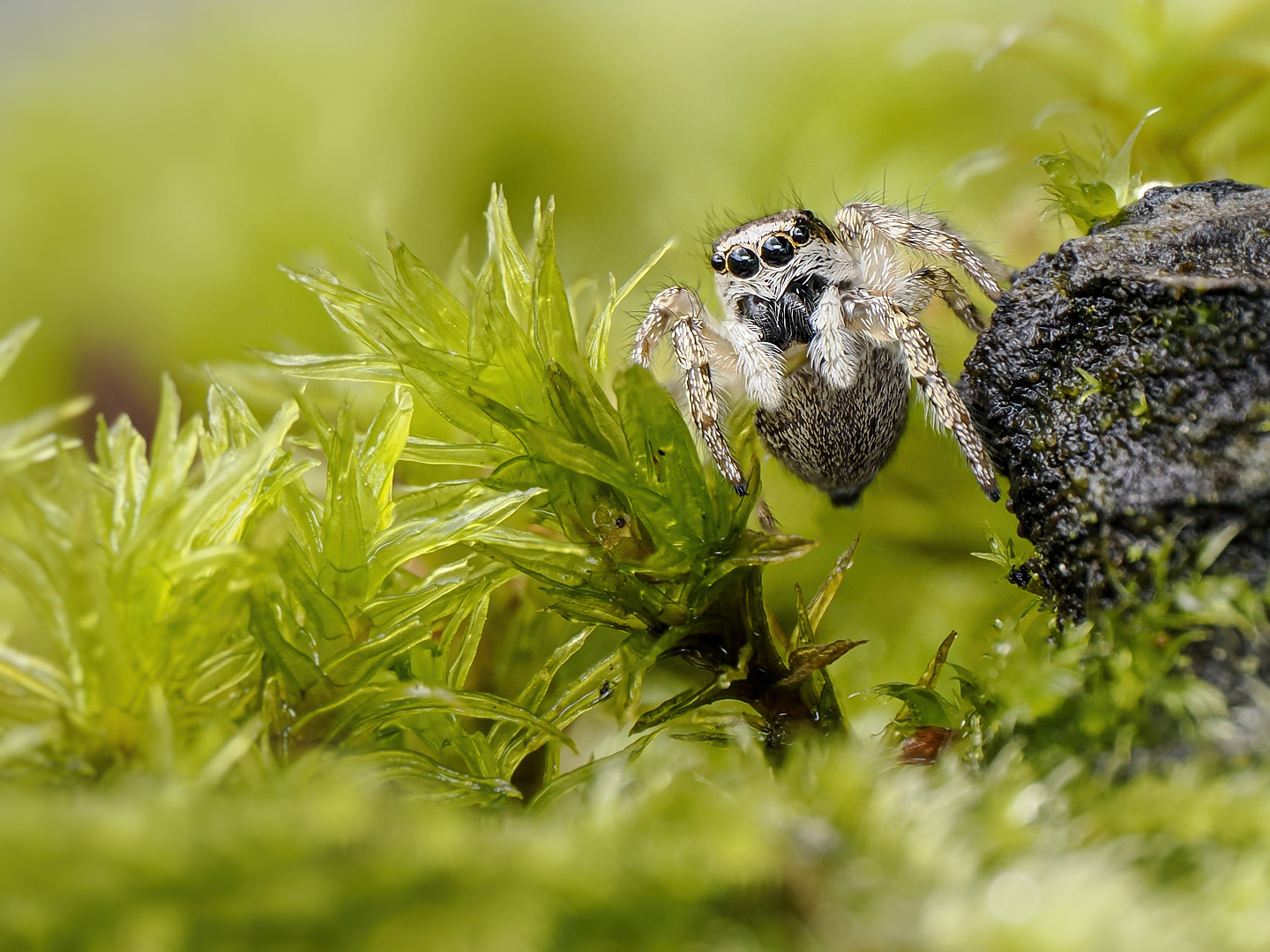 Zebraspringspinne  (Salticus scenicus)