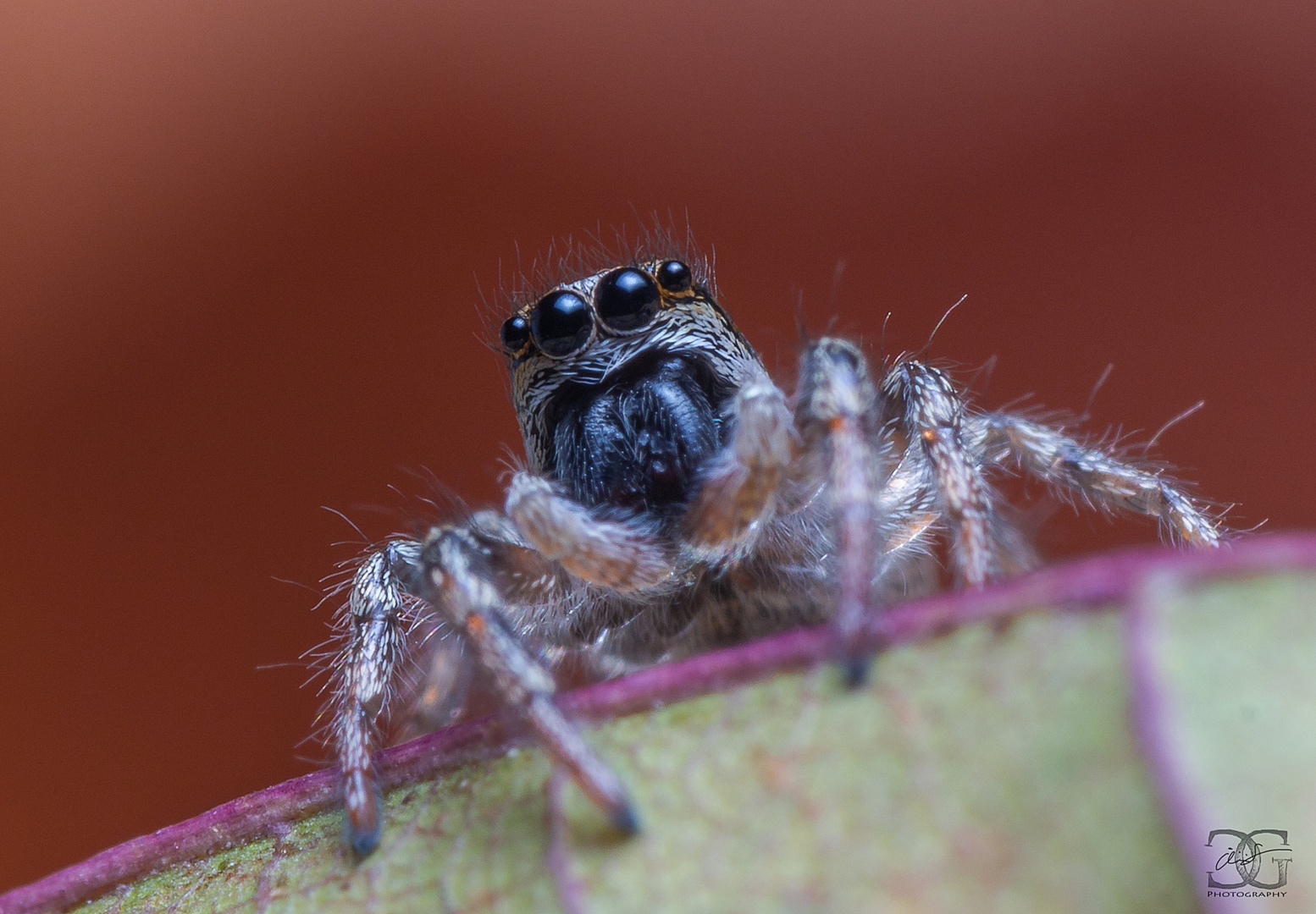 Zebraspringspinne (Salticus scenicus)