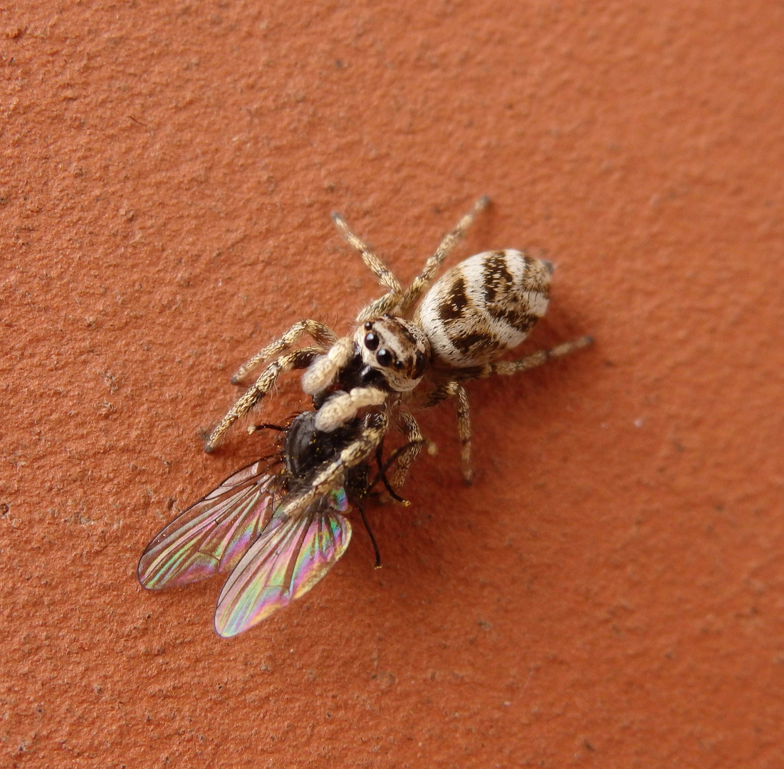 Zebraspringspinne (Salticus scenicus) mit Beute