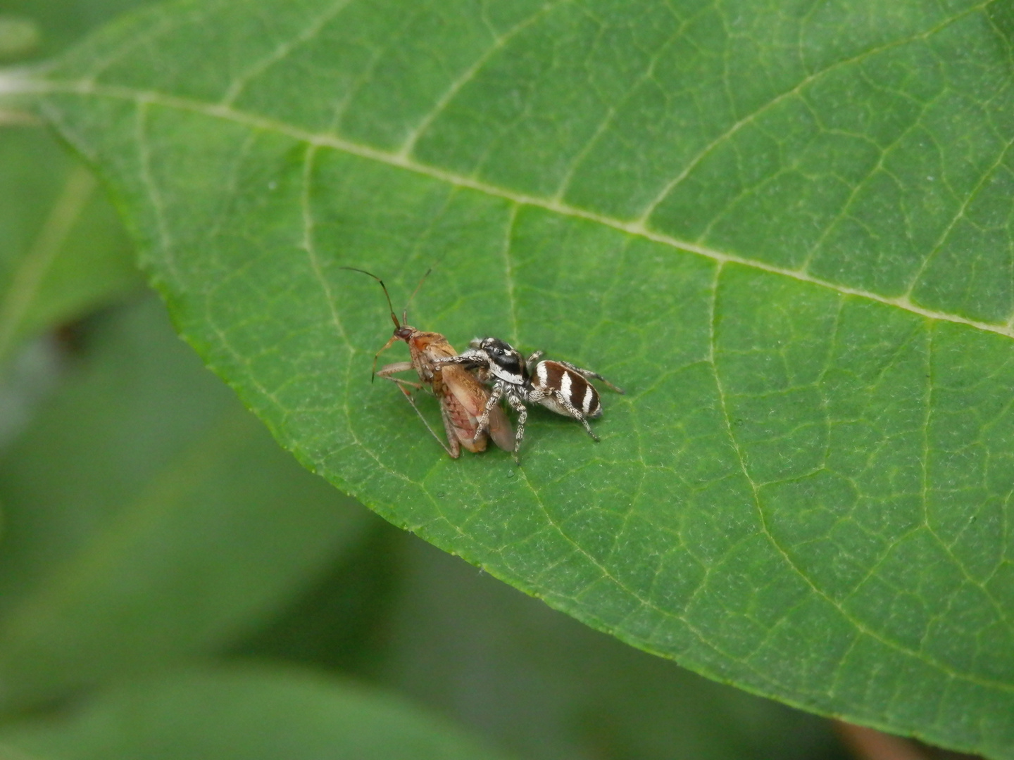 Zebraspringspinne (Salticus scenicus) mit erbeuteter Weichwanze