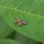 Zebraspringspinne (Salticus scenicus) mit erbeuteter Weichwanze