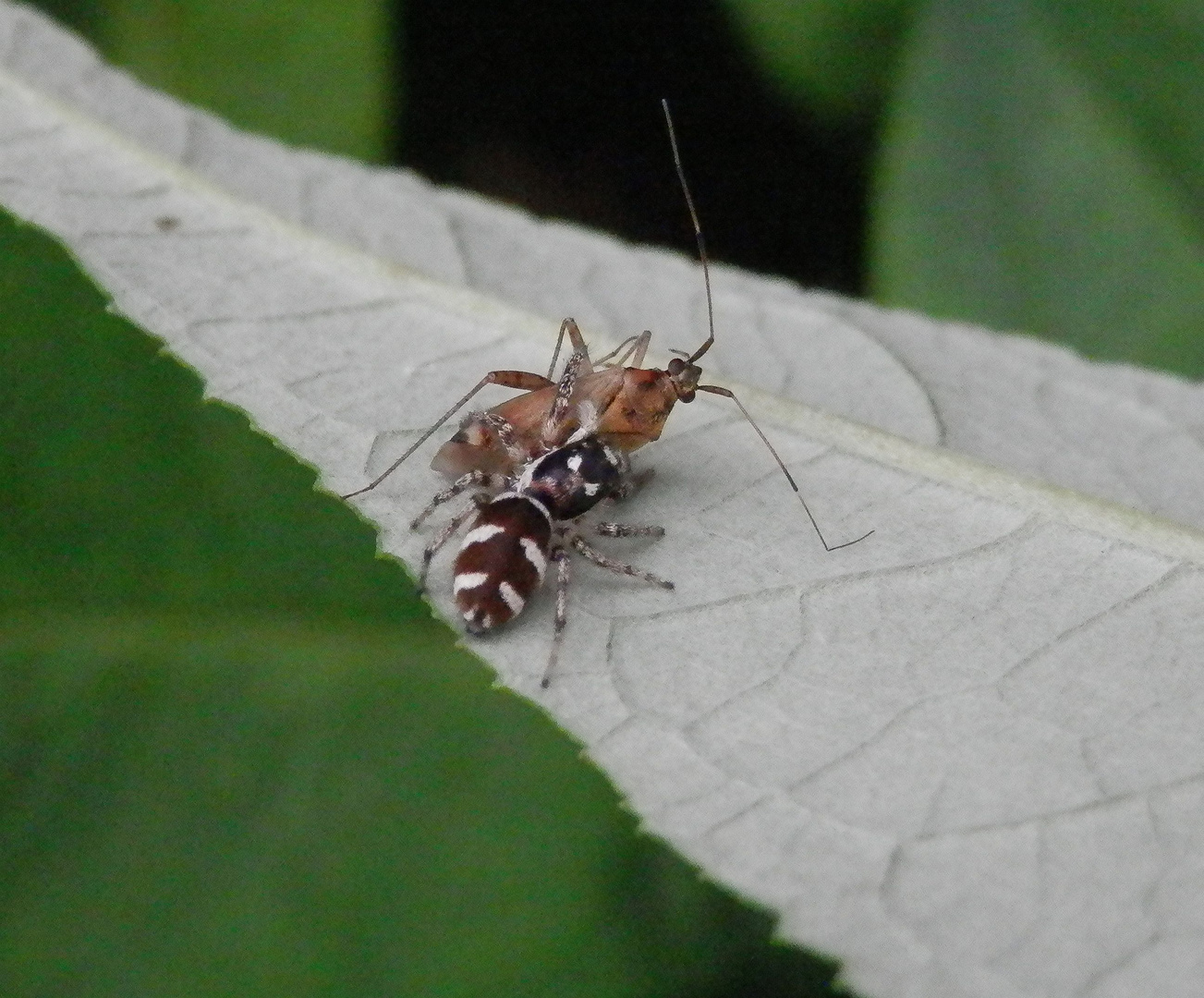 Zebraspringspinne (Salticus scenicus) mit erbeuteter Weichwanze