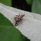 Zebraspringspinne (Salticus scenicus) mit erbeuteter Weichwanze