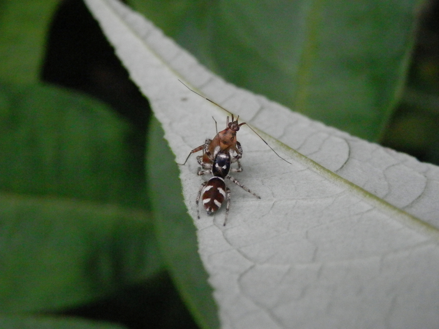 Zebraspringspinne (Salticus scenicus) mit erbeuteter Weichwanze