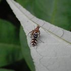 Zebraspringspinne (Salticus scenicus) mit erbeuteter Weichwanze