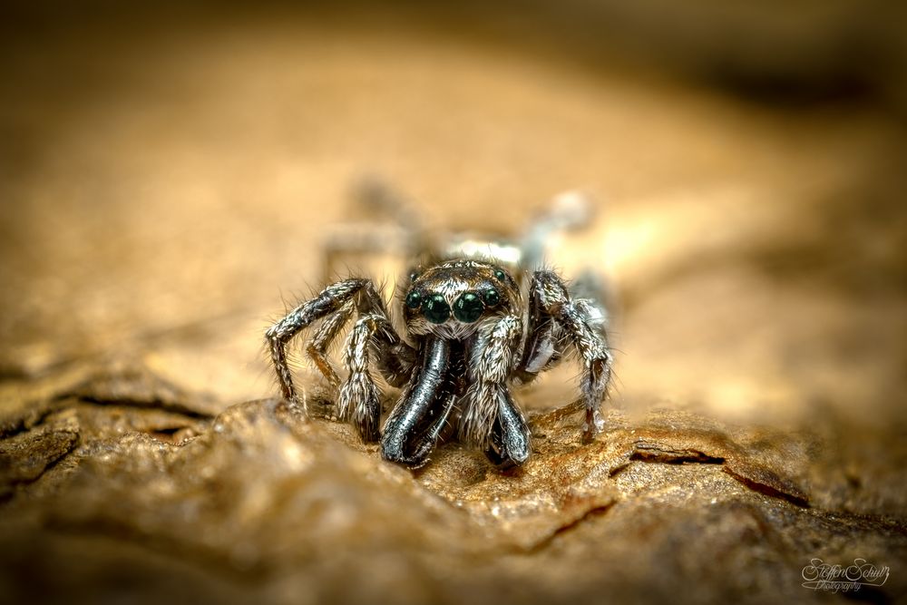 Zebraspringspinne Salticus Zebraneus