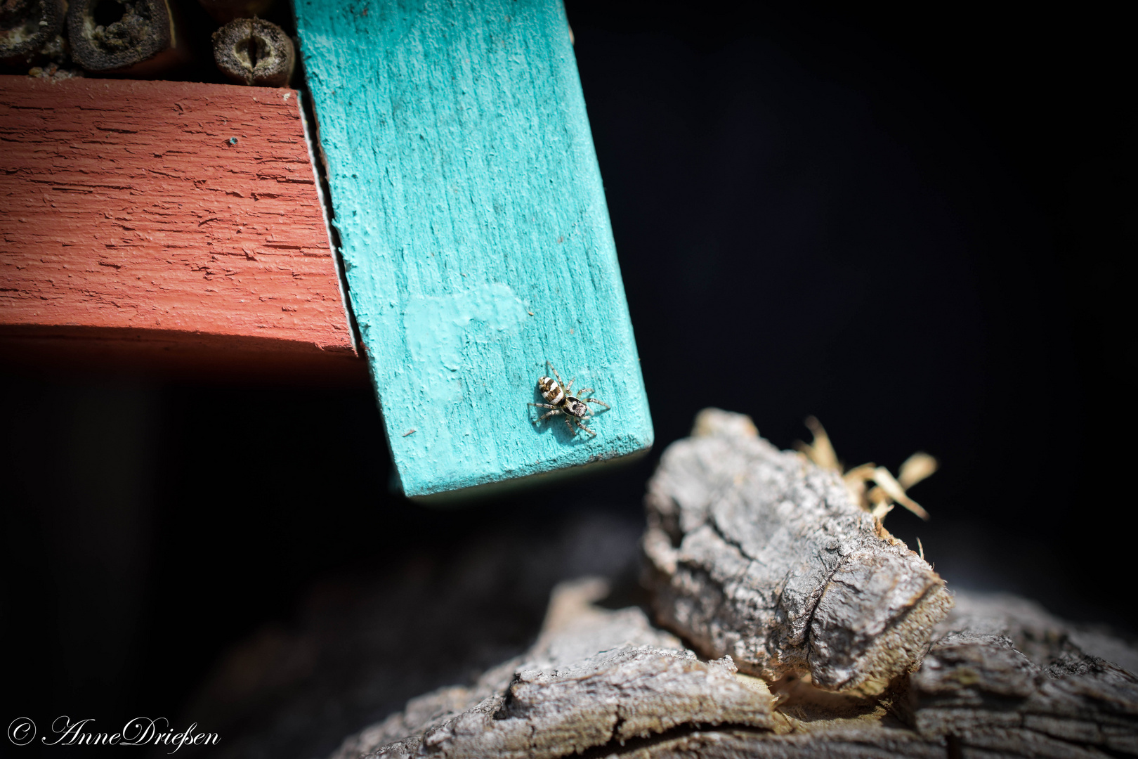 Zebraspringspinne sonnt sich. Botanischer Garten Krefeld, 01. April 2016