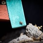 Zebraspringspinne sonnt sich. Botanischer Garten Krefeld, 01. April 2016