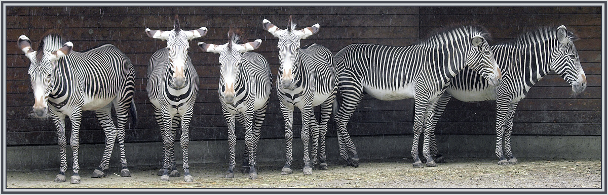 "Zebrasteifen"