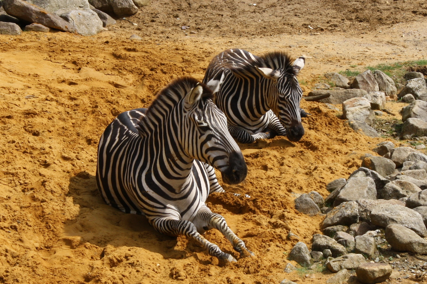 Zebrastreifen