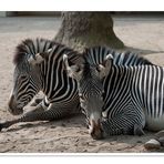 Zebrastreifen