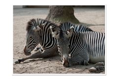 Zebrastreifen