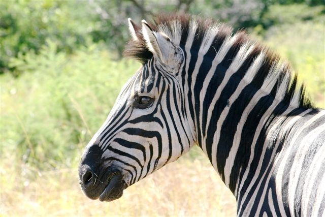 Zebrastreifen