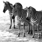 Zebrastreifen