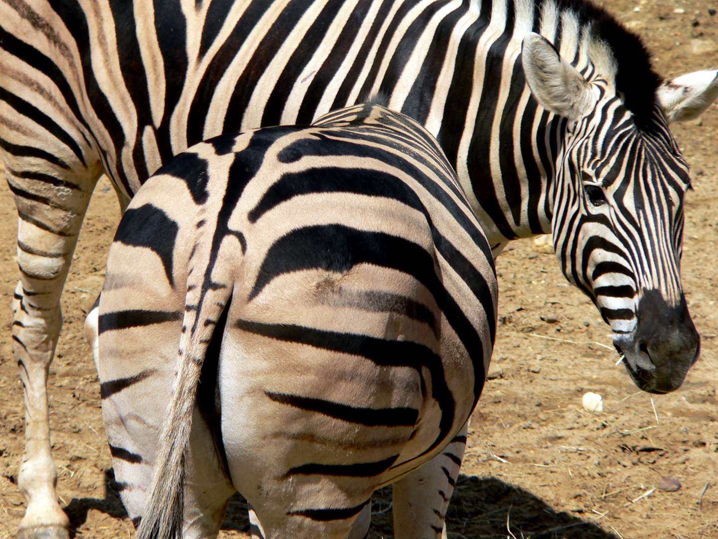 Zebrastreifen