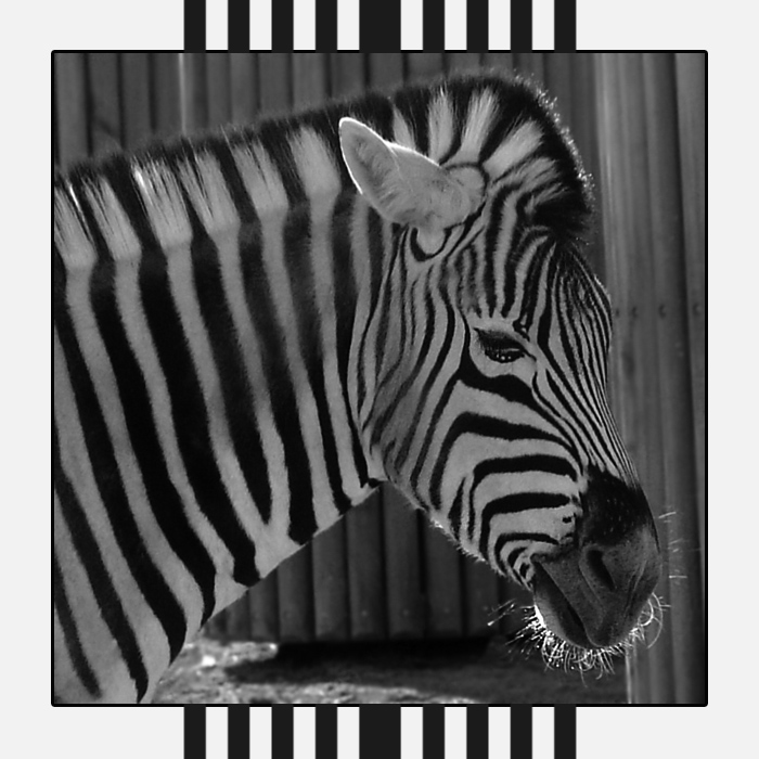 Zebrastreifen