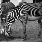 Zebrastreifen