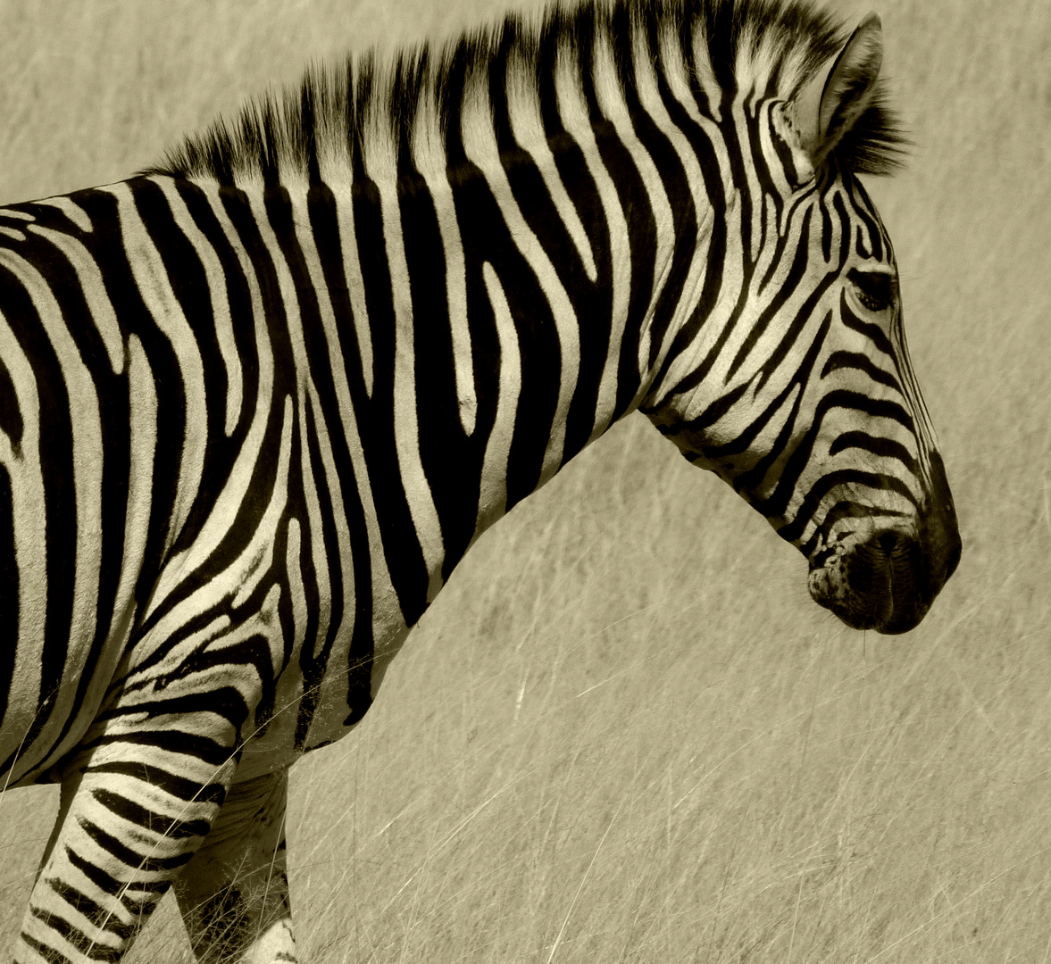 Zebrastreifen!