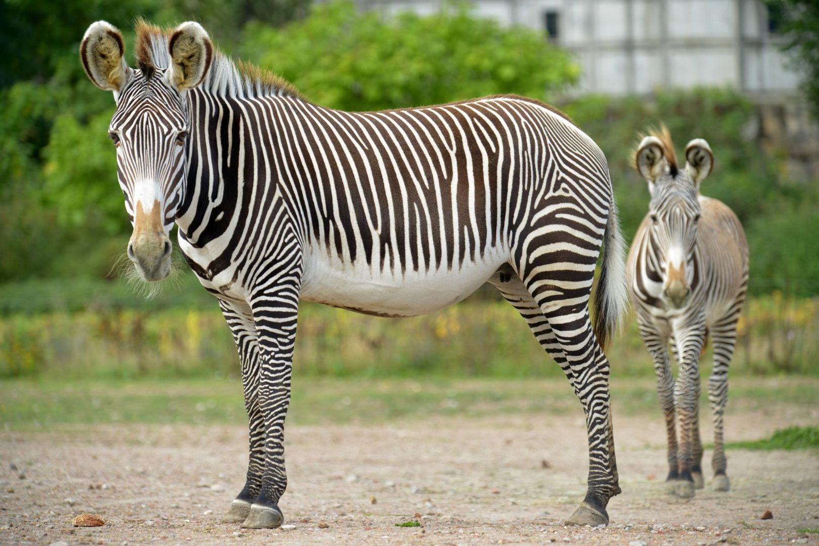 Zebrastreifen