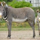 Zebrastreifen