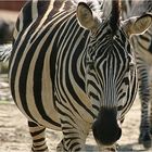 Zebrastreifen ...