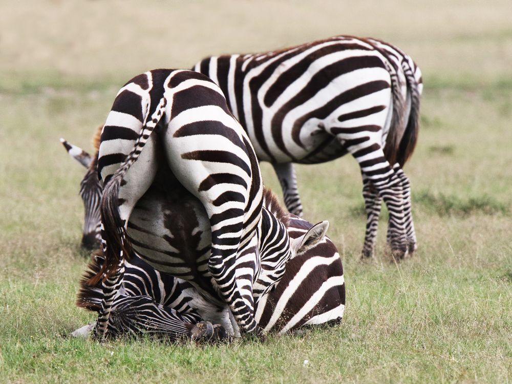 "Zebrastreifen"