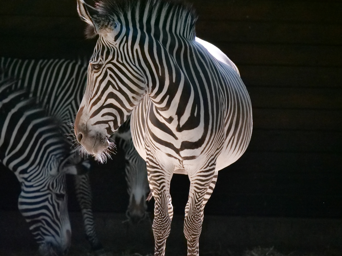 "Zebrastreifen"