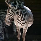 "Zebrastreifen"