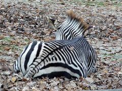 Zebrastreifen....